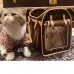 14Louis Vuitton pet bag #A38975
